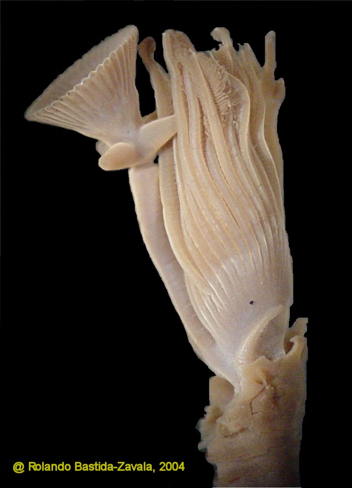 Image of Crucigera websteri